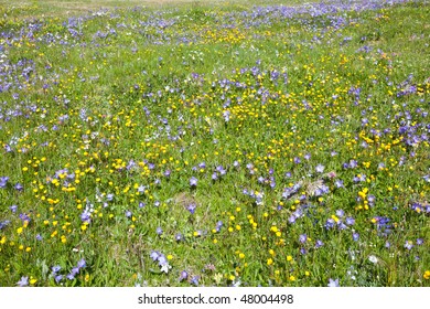 mountains meadow