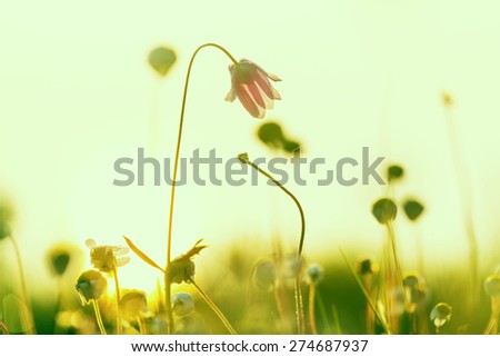 Similar – Foto Bild Gelbe Mohnblüte einer Blumenwiese aus der Froschperspektive