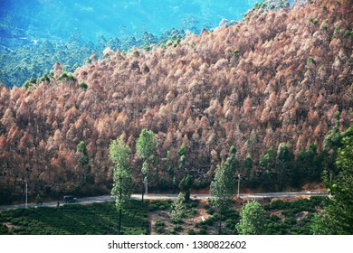 Mountains Of Munnar In Kerala