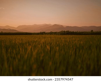 Mountains, rice fields, and the sun set.