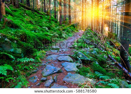 mountains scene with pathway in green forest
