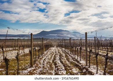 Pálava Mountains in South Moravia. In the foreground rows of vineyards in the winter leading to the horizon where Pálava lies
