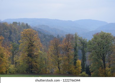 Mountains And Trees In Uetliberg