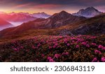 Mountains under mist during sunset. Scenic image of fairy-tale Landscape with Pink rhododendron flowers and colorful sky under sunlit, over the Majestic Rocky Peacks. Picture of wild area. 