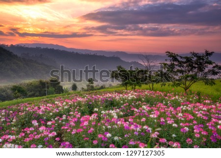 mountains with wild flower under mist in the morning with beautiful sky