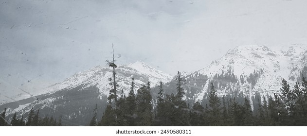The mountains in winter, a path through pine trees in snow.