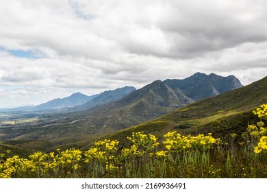 Mountains with yellow flowers in-front on a cloudy day. The mountain names are Geelhout boom berg and saagtand berg. - Shutterstock ID 2169936491