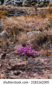 Mountainside with brown plants and vibrant purple flowers with copy space. Indigneous dry fynbos and wild grass growing on a rocky hill in summer in South Africa. Quiet nature scene for wallpaper