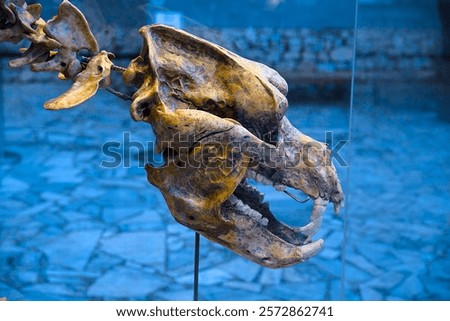 Mounted cave bear skeleton (cave bear skull - Ursus spelaeus)