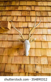 Mounted Deer Head On Wood Wall