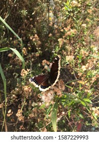 Mourning Cloak Butterfly Black Willow Tree Host Urban