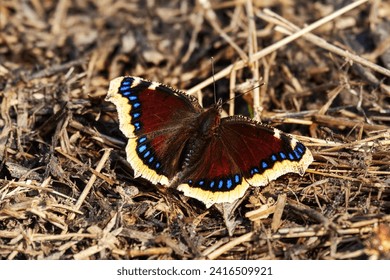 Mourning cloak butterfly (Nymphalis antiopa) flies in early spring at very beginning of swarning. These butterflies overwinter in imago stage. North-East of Europe, boreal forest zone (taiga)
