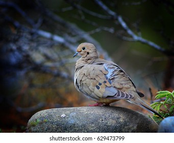 Mourning Dove