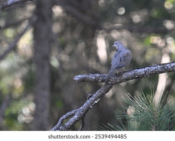 A Mourning Dove bird perched atop a tree branch in a lush forest environment - Powered by Shutterstock