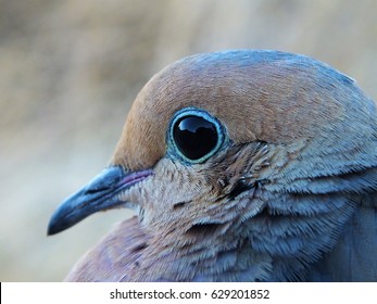 Mourning Dove Close Up