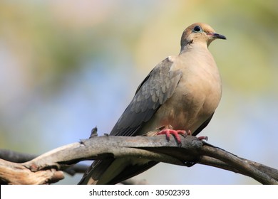 Mourning Dove Evening Stock Photo 30502393 | Shutterstock