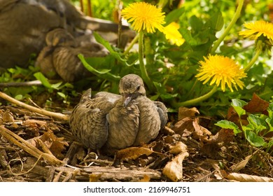 Mourning Dove Fledgling And Family Resting In Garden Bed While Bird Watching