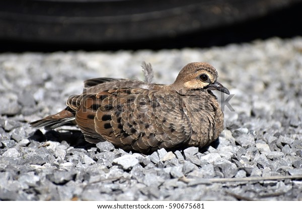 Juvenile Mourning Dove Images Stock Photos Vectors Shutterstock