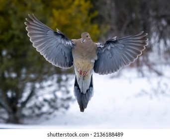 A Mourning Dove In Flight