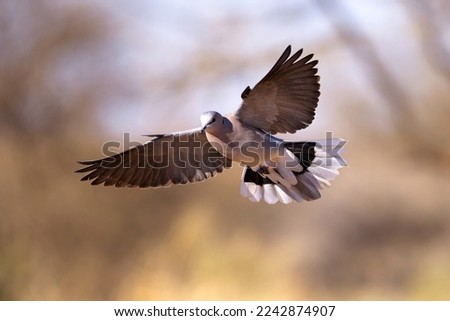 Mourning Dove in flight at the Kalahari