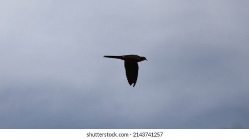 A Mourning Dove In Flight In Prescott, Arizona