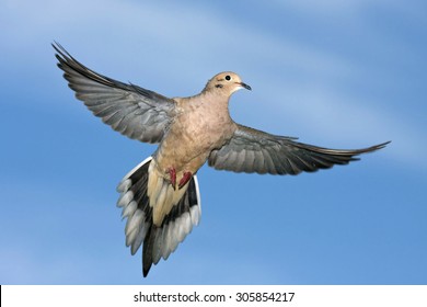 Mourning Dove In Flight With Wings Extended