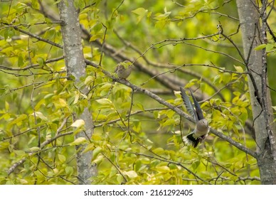 Mourning Dove Flying Away From His Mate