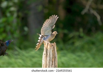 Mourning Dove Flying Off A Post Being Chased By A Grackle