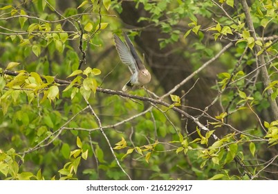 A Mourning Dove Flying On A Spring Day