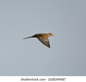 A Mourning Dove Flying Over A Wetland