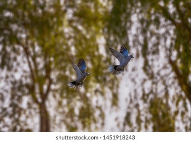 A Mourning Dove Flying Together