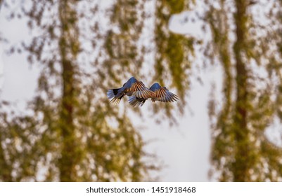 A Mourning Dove Flying Together