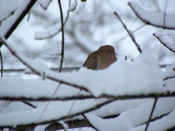 Mourning Dove Hiding Behind New Snow Collecting On The Branches Of A Tree; Harrisonburg, VA, USA