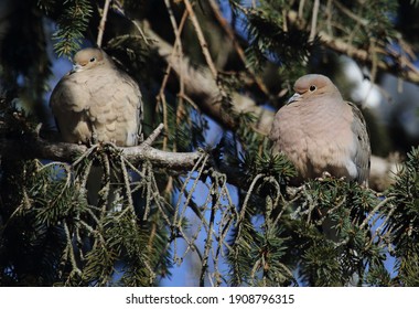 Mourning Dove Isolated On A Branch