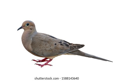 Mourning Dove Isolated On White Background