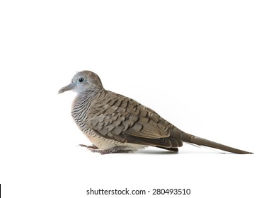 Mourning Dove Isolated On White