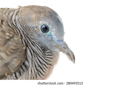 Mourning Dove Isolated On White