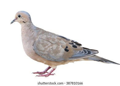 Mourning Dove Isolated On White Background