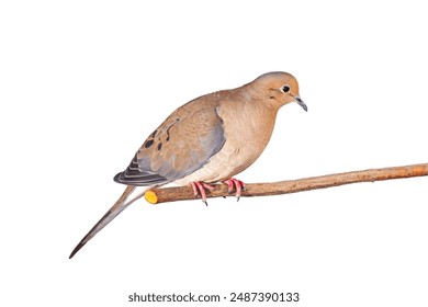 Mourning dove loves down the length of a branch, white background - Powered by Shutterstock