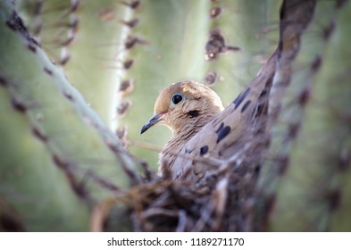 Mourning Dove Nest In Cactus