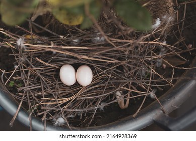 Mourning Dove Nest And Eggs.