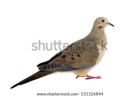 Mourning Dove on a white background