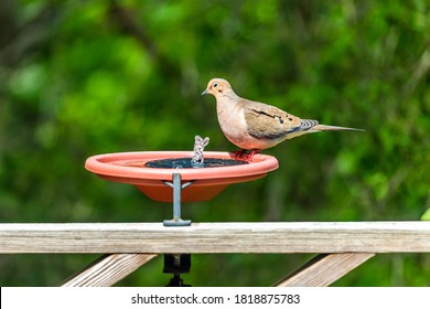 Mourning Dove One Bird On Wooden Railing Deck Or Porch Of House In Virginia Summer With Green Forest Foliage Background Bathing In Solar Water Fountain