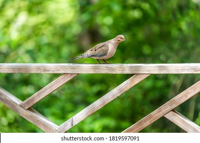 Mourning dove one bird walking on wooden railing deck or porch of house in Virginia summer with green forest foliage backyard blurry background - Powered by Shutterstock