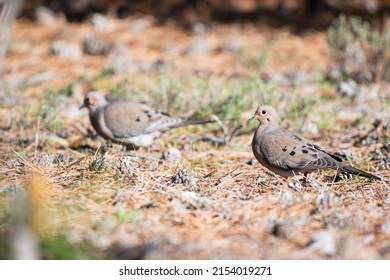 Mourning Dove Pair At Cupsogue Beach, New York