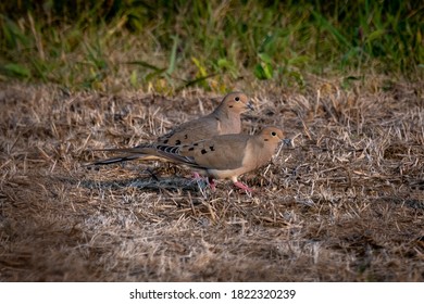 Mourning Dove Pair Ground Feeding.