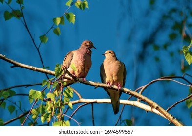 Mourning Dove Pair Perched On A Birch Tree