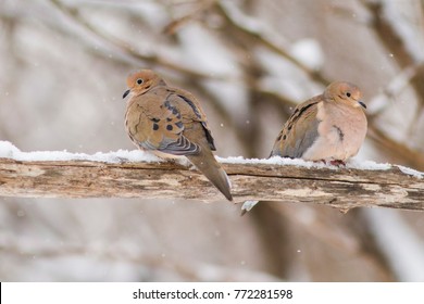 Mourning Dove Pair In Winter