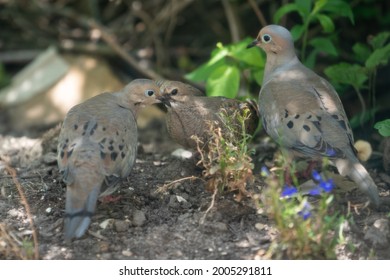 Mourning Dove Parents Come Down To Their Fledgling's Hiding Spot. Lots Of Feeding And Preening Under The Lilacs Of Their Soon To Be Grown Chick.