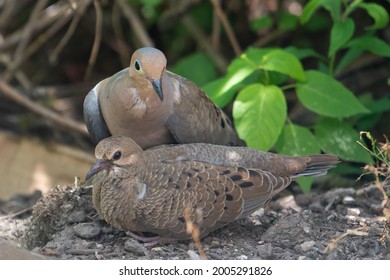 Mourning Dove Parents Come Down To Their Fledgling's Hiding Spot. Lots Of Feeding And Preening Under The Lilacs Of Their Soon To Be Grown Chick.